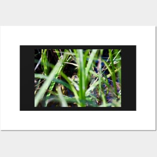 Frosch / Swiss Artwork Photography Posters and Art